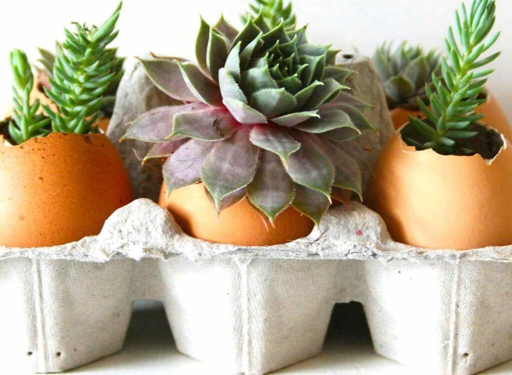 Are Eggshells Good for Succulents 