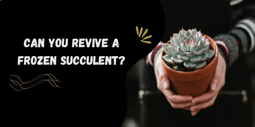 Can You Revive a Frozen Succulent