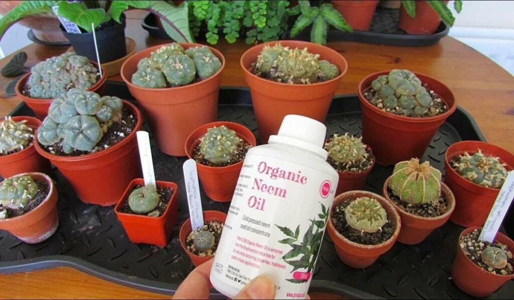 Can You Use Neem Oil on Succulents