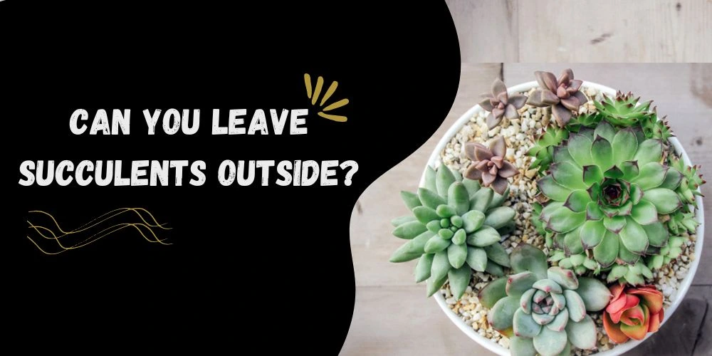 Can you leave succulents outside