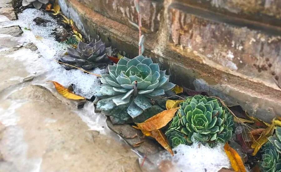 Can you leave succulents outside