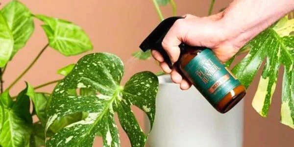Do you spray neem oil on soil or leaves?