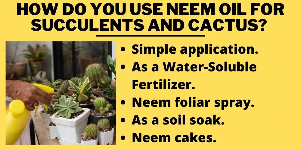 How do you use neem oil for succulents and cactus? 