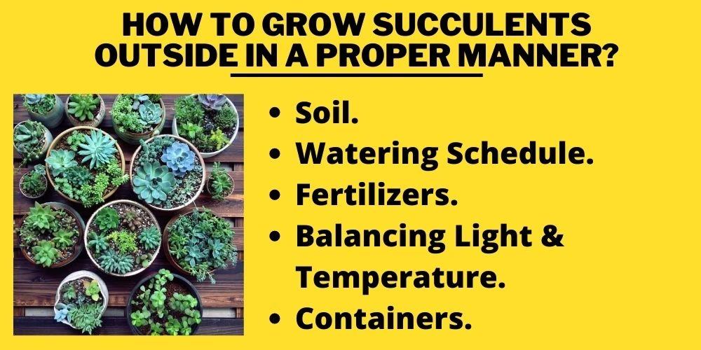 How to Grow Succulents Outside in a Proper Manner