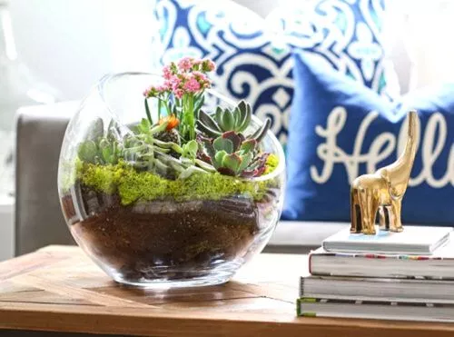 How to plant succulents in glass bowl