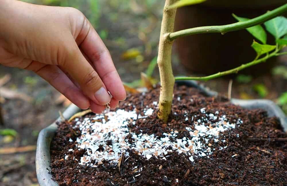How to use Eggshells as Fertilizers for Succulents