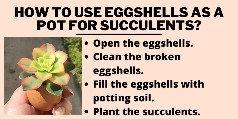 How to use Eggshells as a pot for Succulents?