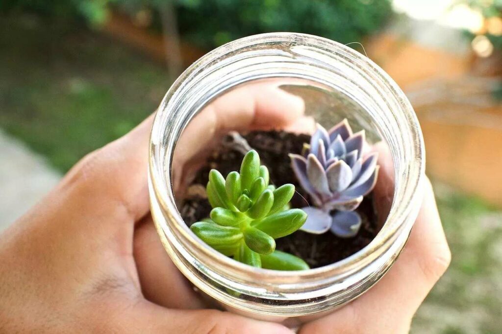 Should you plant a succulent glass jar