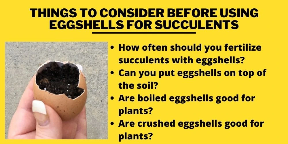 Things to consider before using Eggshells for Succulents