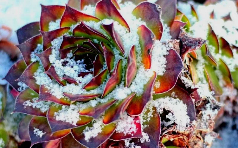 When is a Succulent Most Likely to Freeze?
