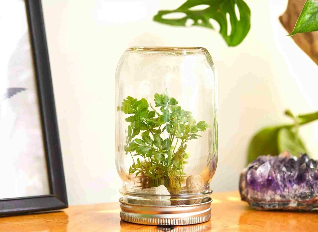 expert tips below the water the succulents in the glass jar