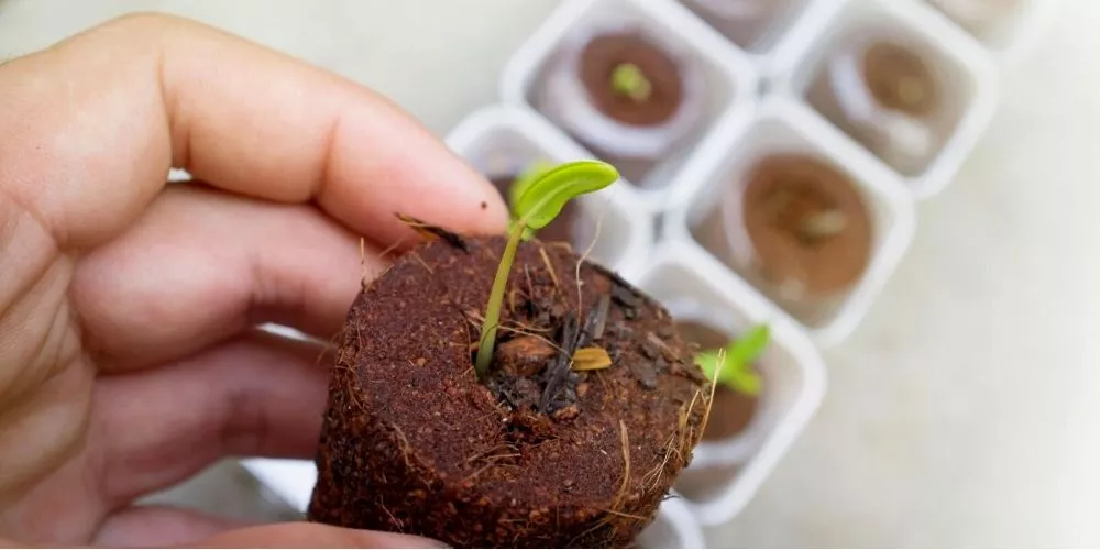 Best Way To Germinate Seeds For Hydroponics