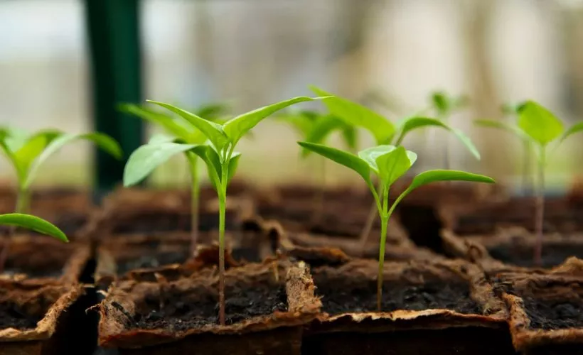 Best Way To Germinate Seeds For Hydroponics