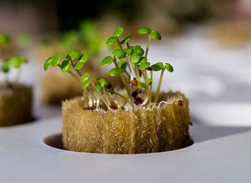 Germinating Seeds for Hydroponics Using Rockwool