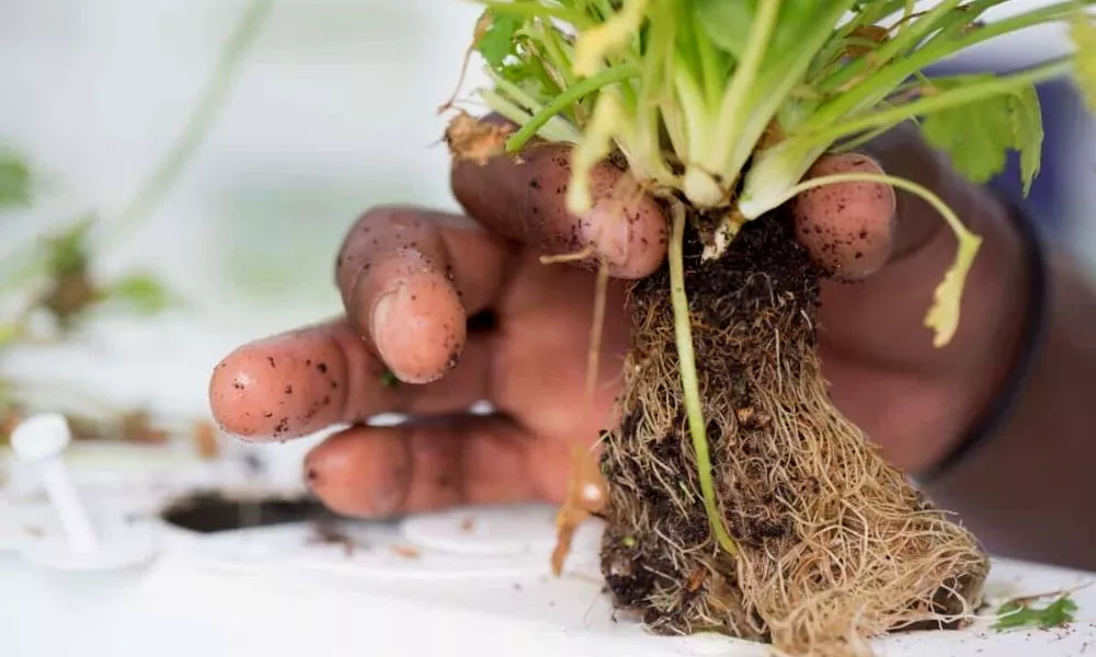 HOW TO FIX ROOT ROT IN HYDROPONICS