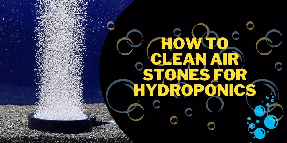 How To Clean Air Stones For Hydroponics: Easy guide