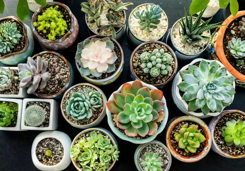 How long can Succulents live without soil