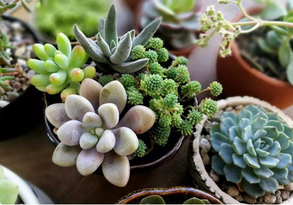 How long can succulents live out of the soil