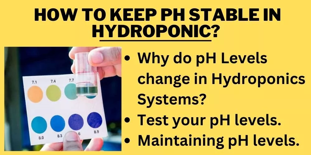 How to Keep Ph stable in Hydroponic
