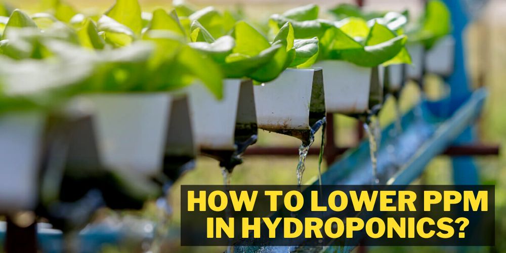 How to Lower ppm in hydroponics