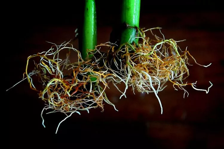 How to fix root rot in hydroponics