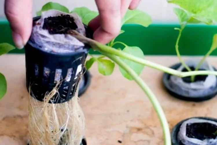 How to prevent root rot in hydroponics