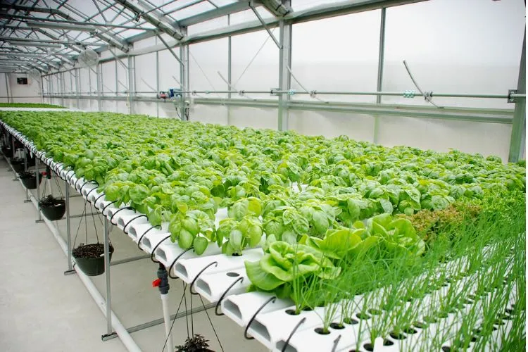 Is Hydroponics Sustainable