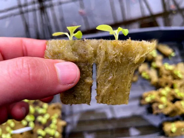 Tips for Transplanting for Hydroponics