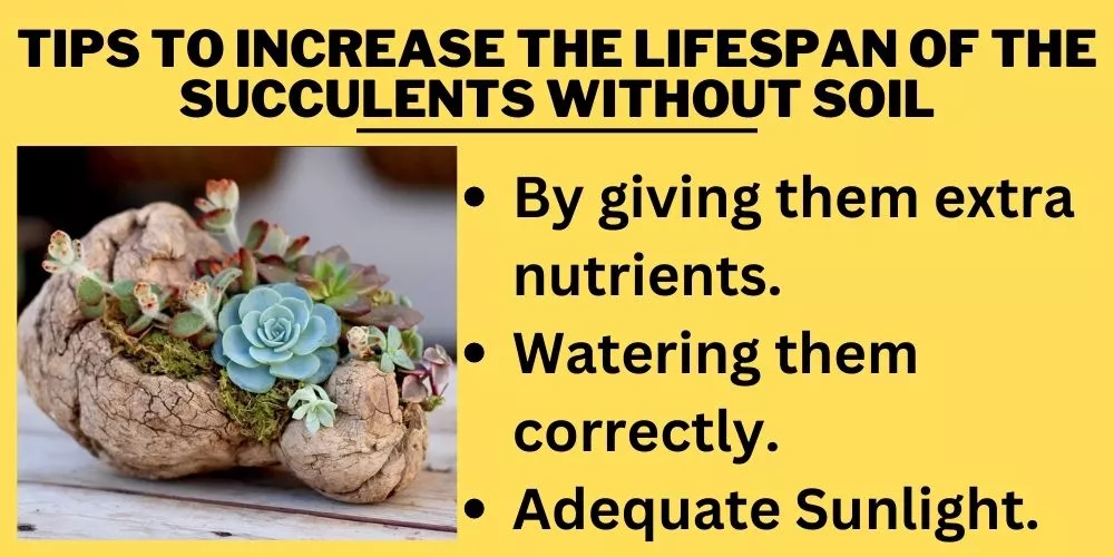 Tips to Increase the lifespan of the succulents without soil