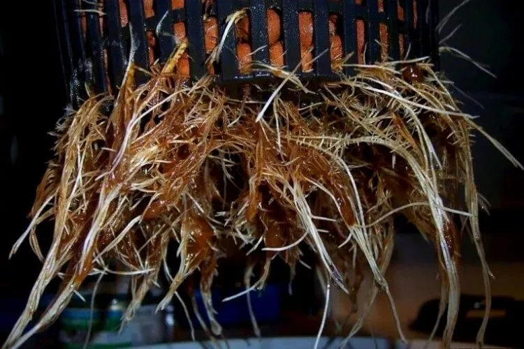 What causes root rot in hydroponics