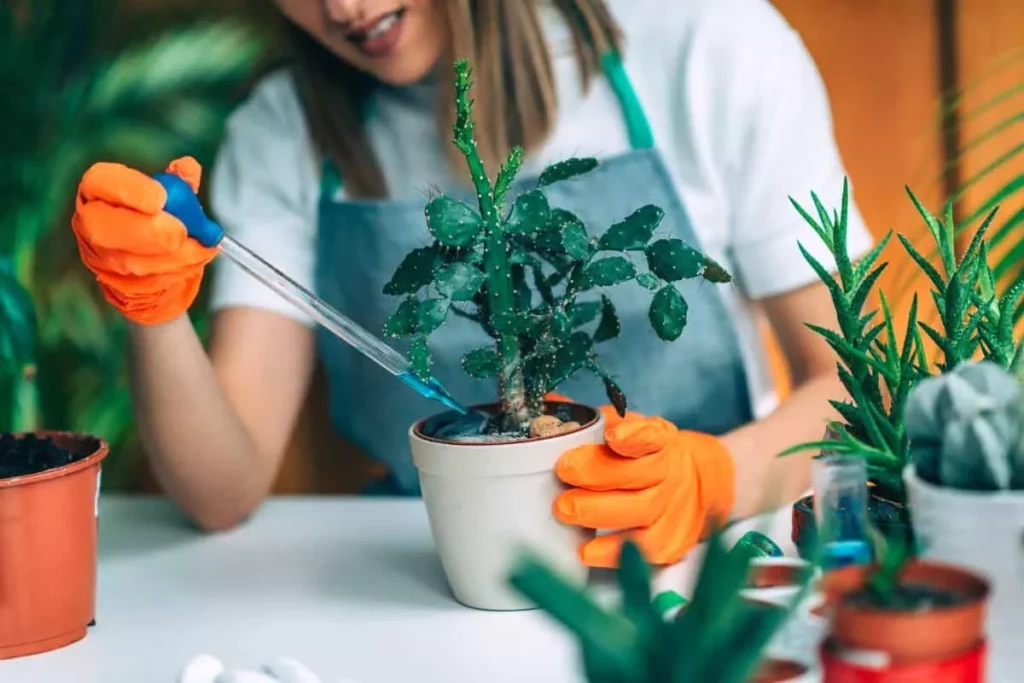 What fertilizer for baby succulents