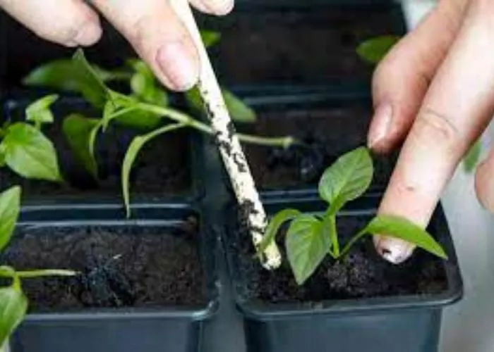 What should be done first before transplanting the seedlings into the hydroponic system