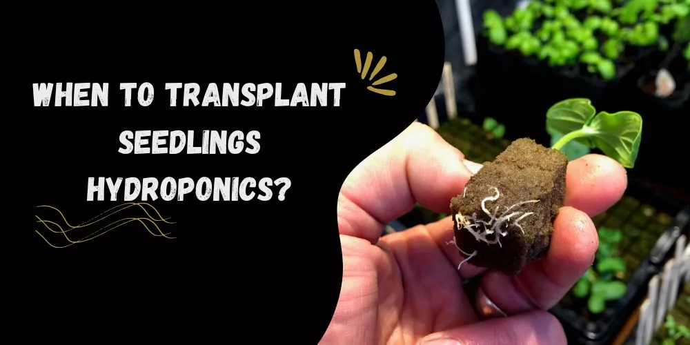 When To Transplant Seedlings Hydroponics