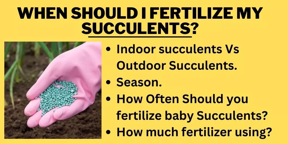 When should I fertilize my succulents