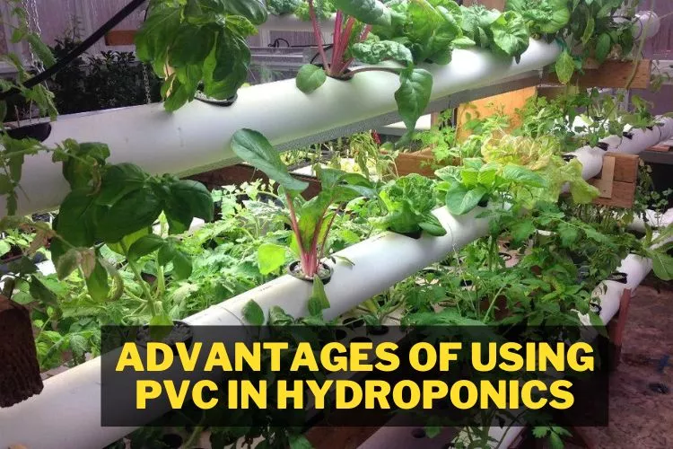 Advantages of using PVC in hydroponics