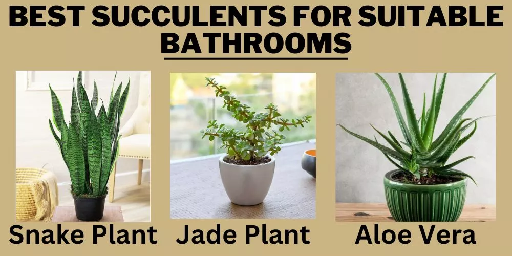 Best succulents for suitable bathrooms