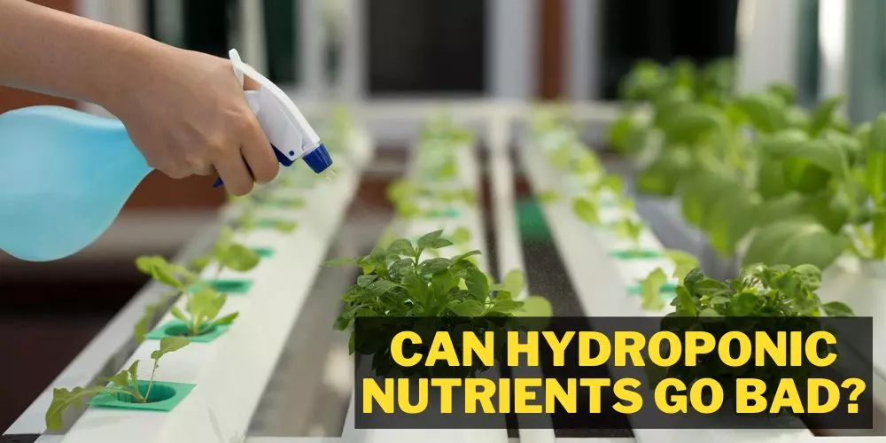 Can hydroponic nutrients go bad