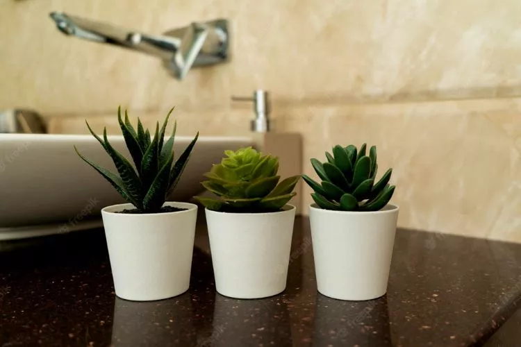Caring Tips To help Succulents Survive in Bathroom