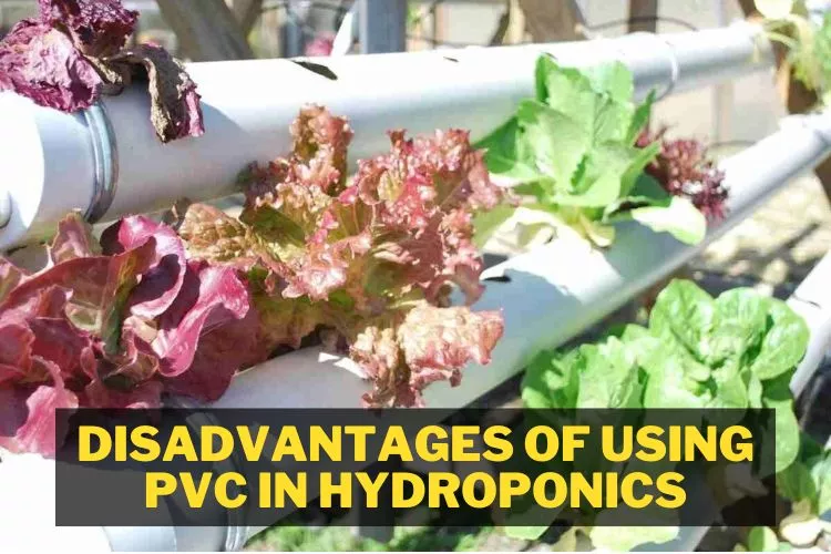 Disadvantages of using PVC in hydroponics
