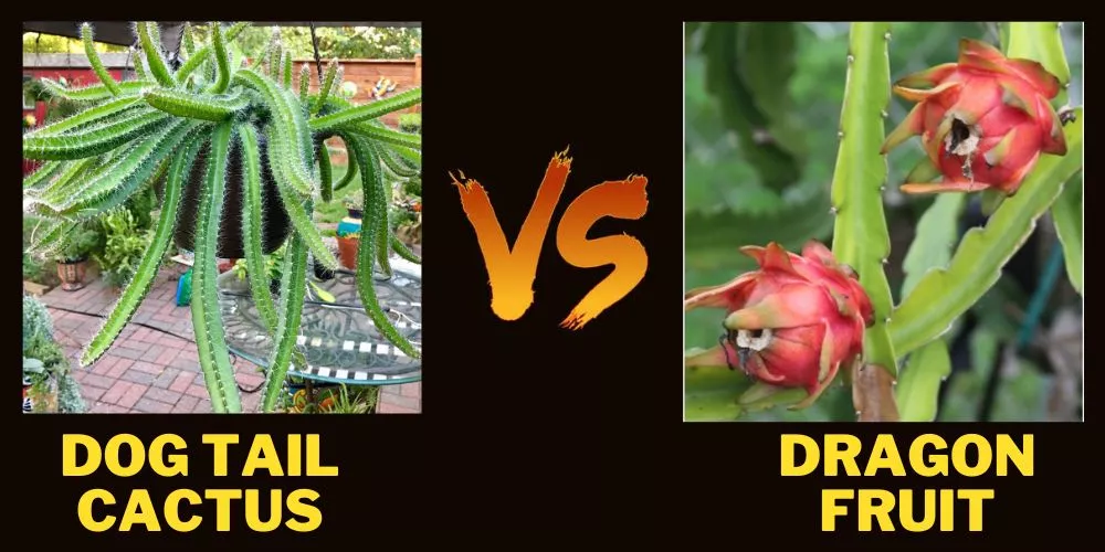 Dog tail cactus vs. dragon fruit