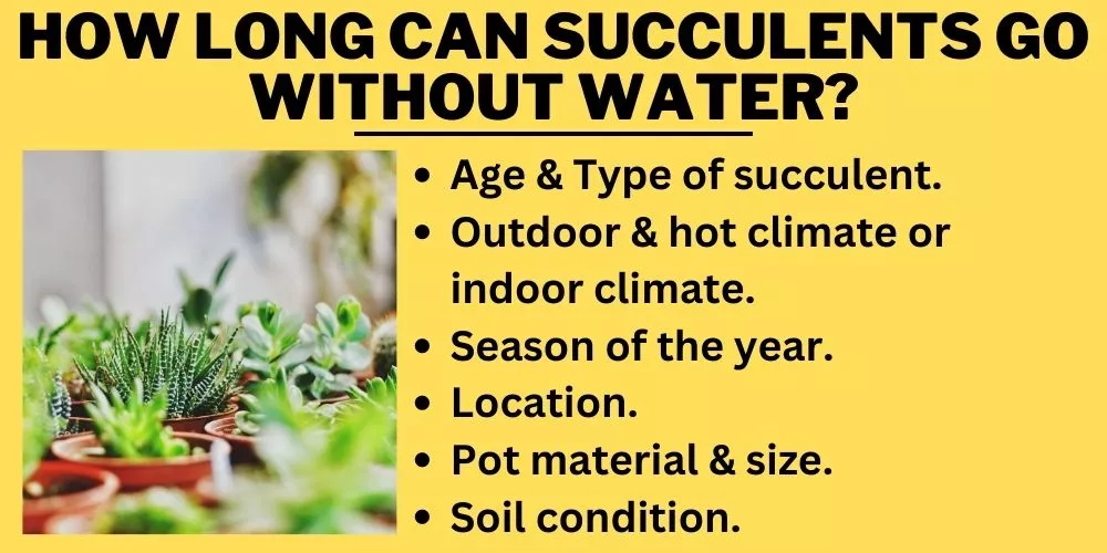 How Long Can Succulents Go Without Water: Detail explanation