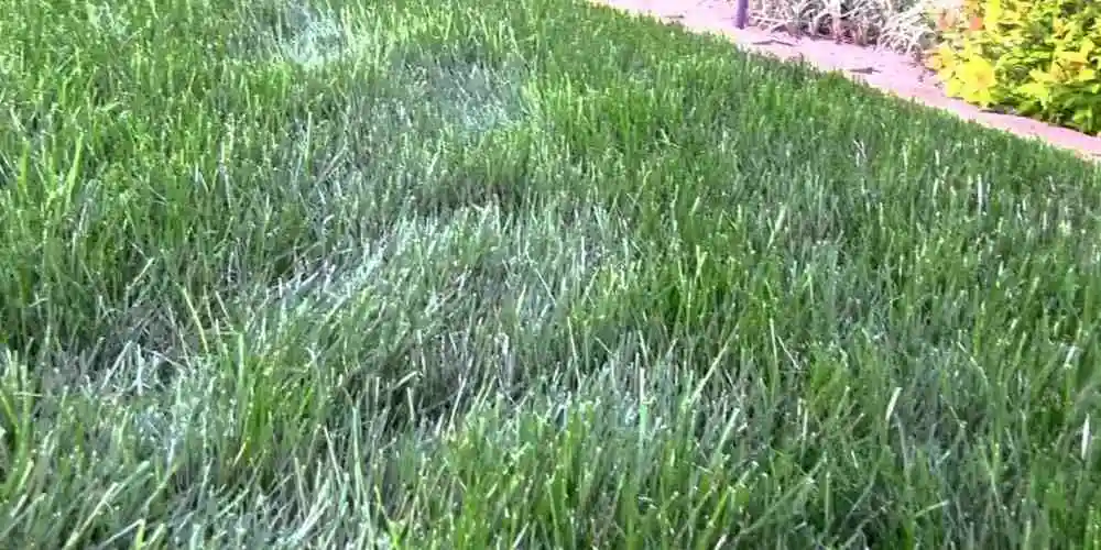 How to Prevent Grass From Turning White