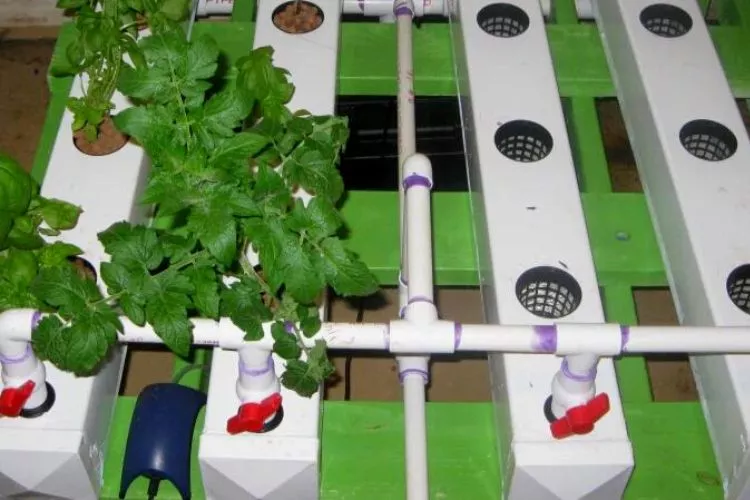 Is PVC safe for hydroponics