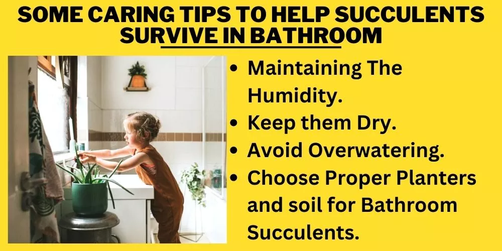 Some Caring Tips To help Succulents Survive in Bathroom