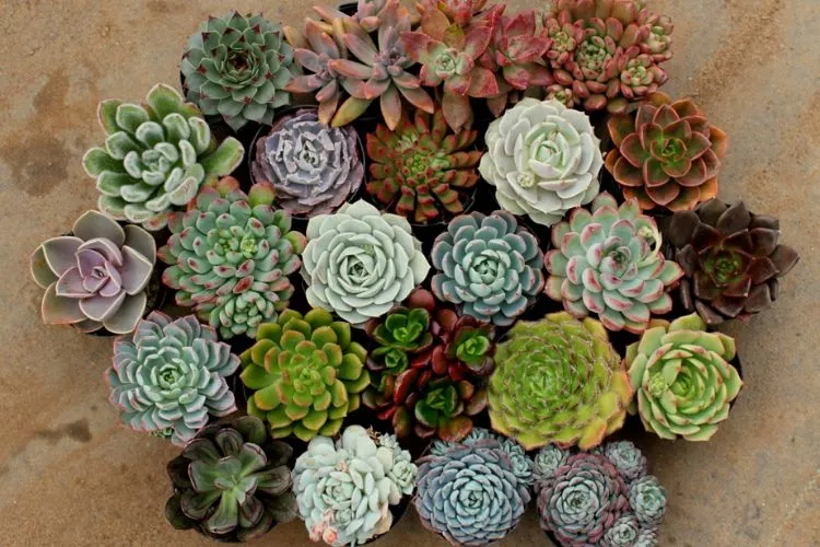 Which Weather Condition is Suitable for Succulents
