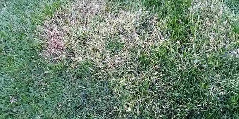 Why Is My Grass Turning White
