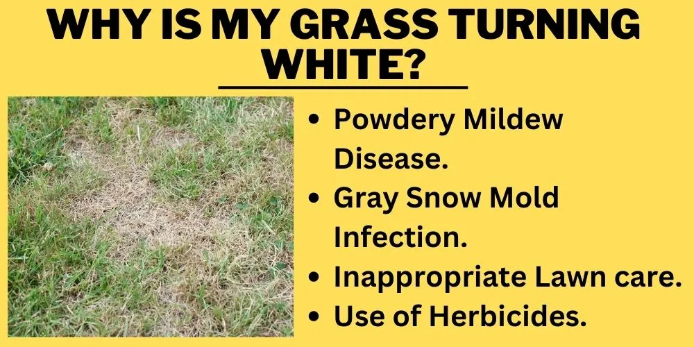 Why is my grass turning white detail reason
