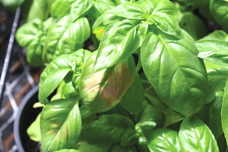 Extreme temperature fluctuations of Basil Leaves