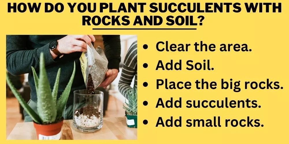 How Do You Plant Succulents With Rocks And Soil