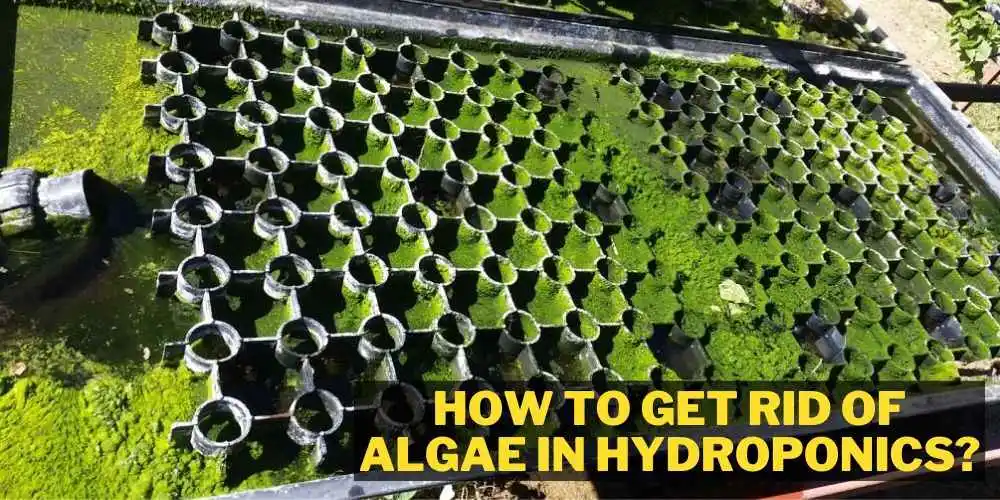 How to get rid of algae in hydroponics